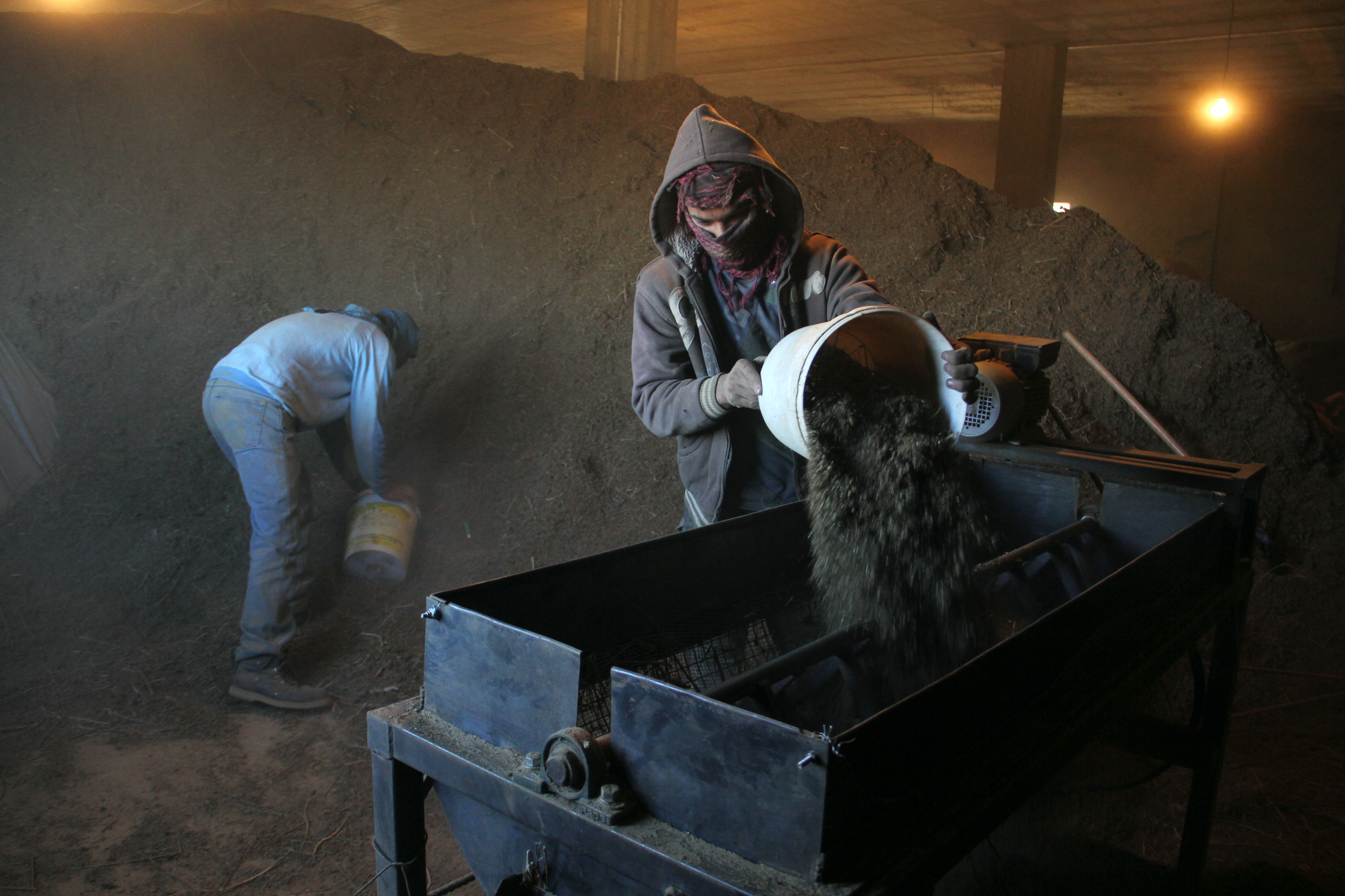 Workers in Shamas&#039;s hashish factory pour cannabis roughage in to a sifting machine.