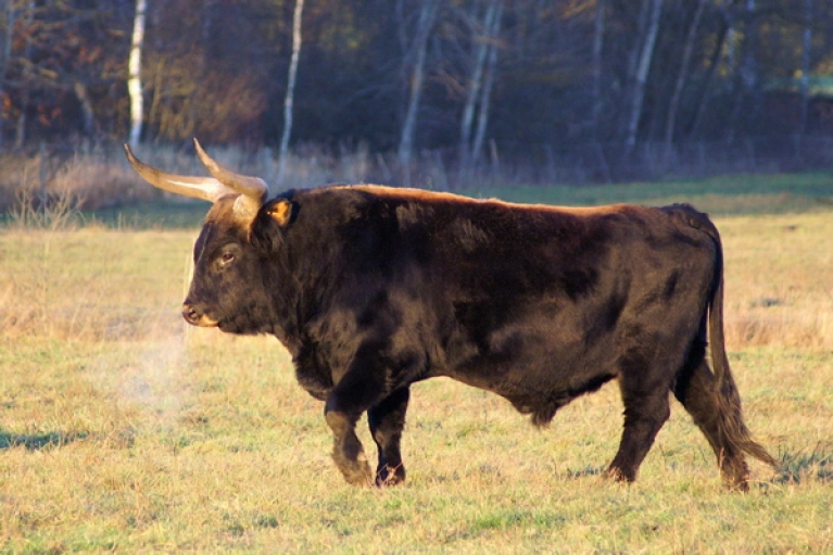  - Heck_cattle_male_0