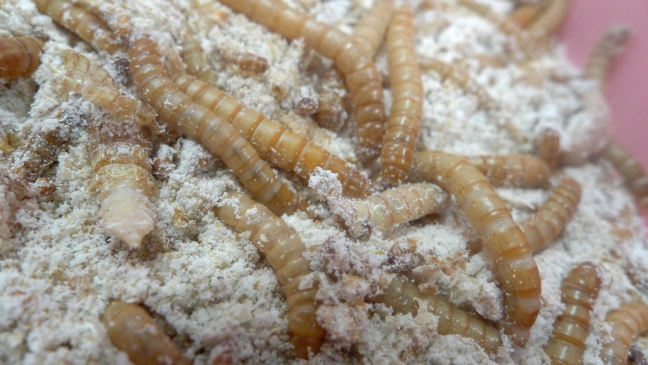  - Mealworms